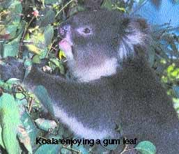 KOALA 02